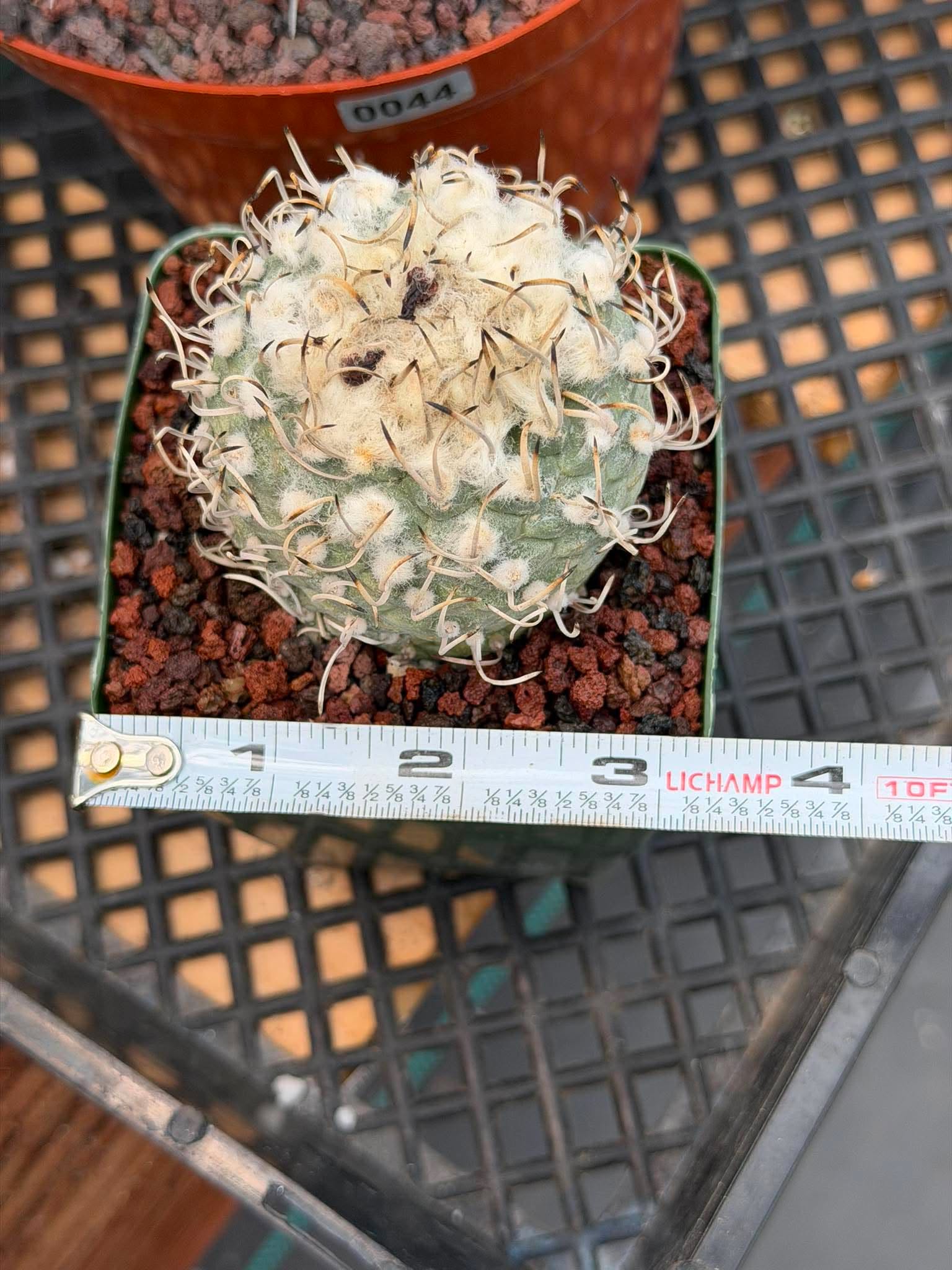 Turbinicarpus klinkerianus – Rare Seed-Grown Miniature Cactus | Collector Live Plant