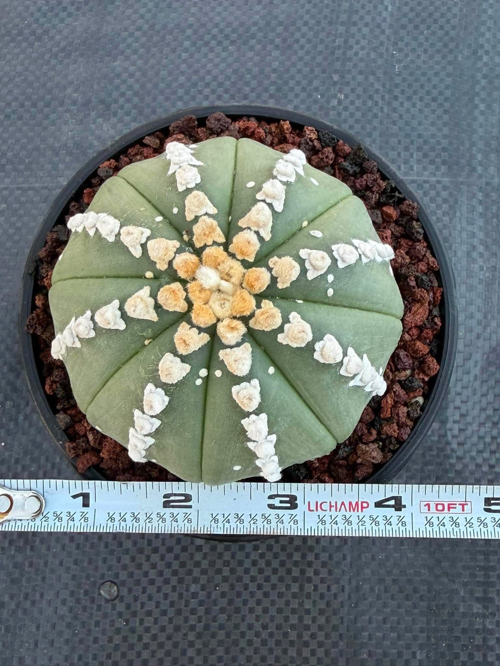 Astrophytum V Type Cactus | Rare Geometric Succulent Collector’s Plant