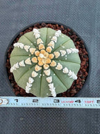 Astrophytum V Type Cactus | Rare Geometric Succulent Collector’s Plant