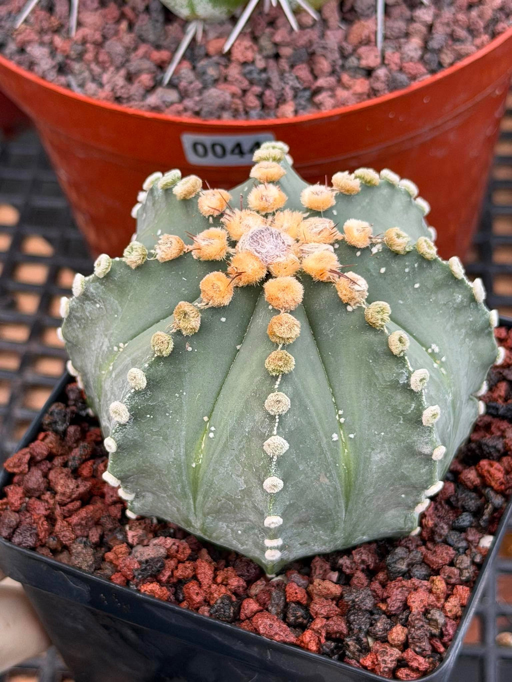 Astrophytum 8‑Rib Form – Rare Collector Cactus – Geometric Desert Beauty