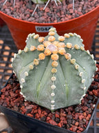 Astrophytum 8‑Rib Form – Rare Collector Cactus – Geometric Desert Beauty