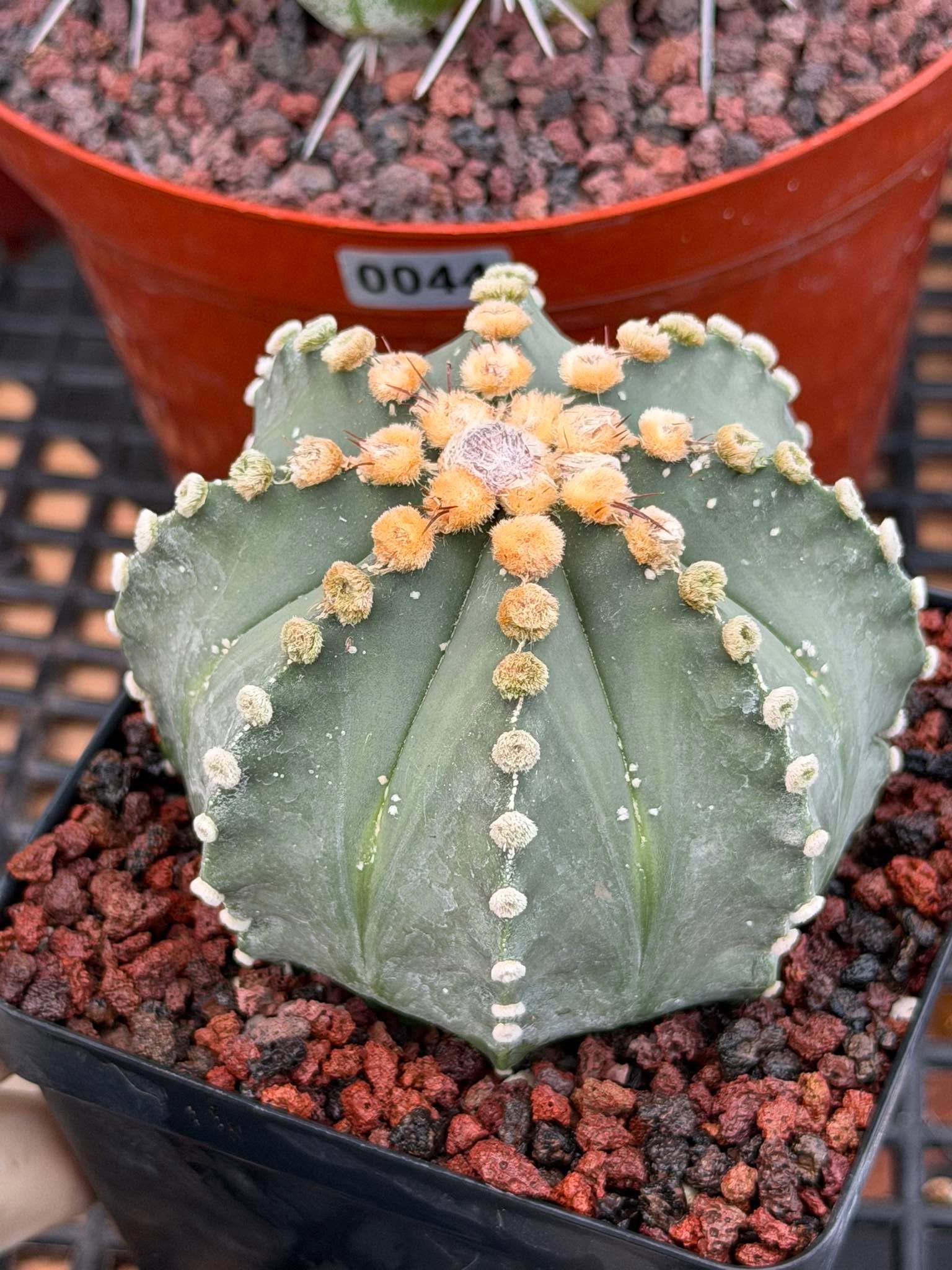 Astrophytum 8‑Rib Form – Rare Collector Cactus – Geometric Desert Beauty