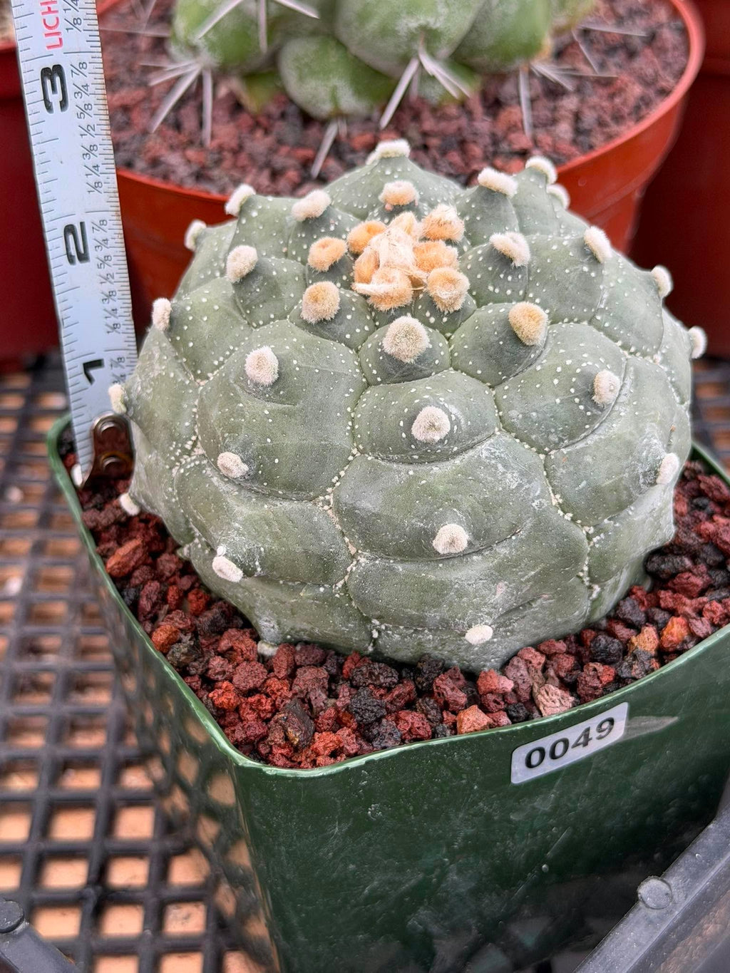 Astrophytum Kikko Turtle Form – Rare Collector Cactus