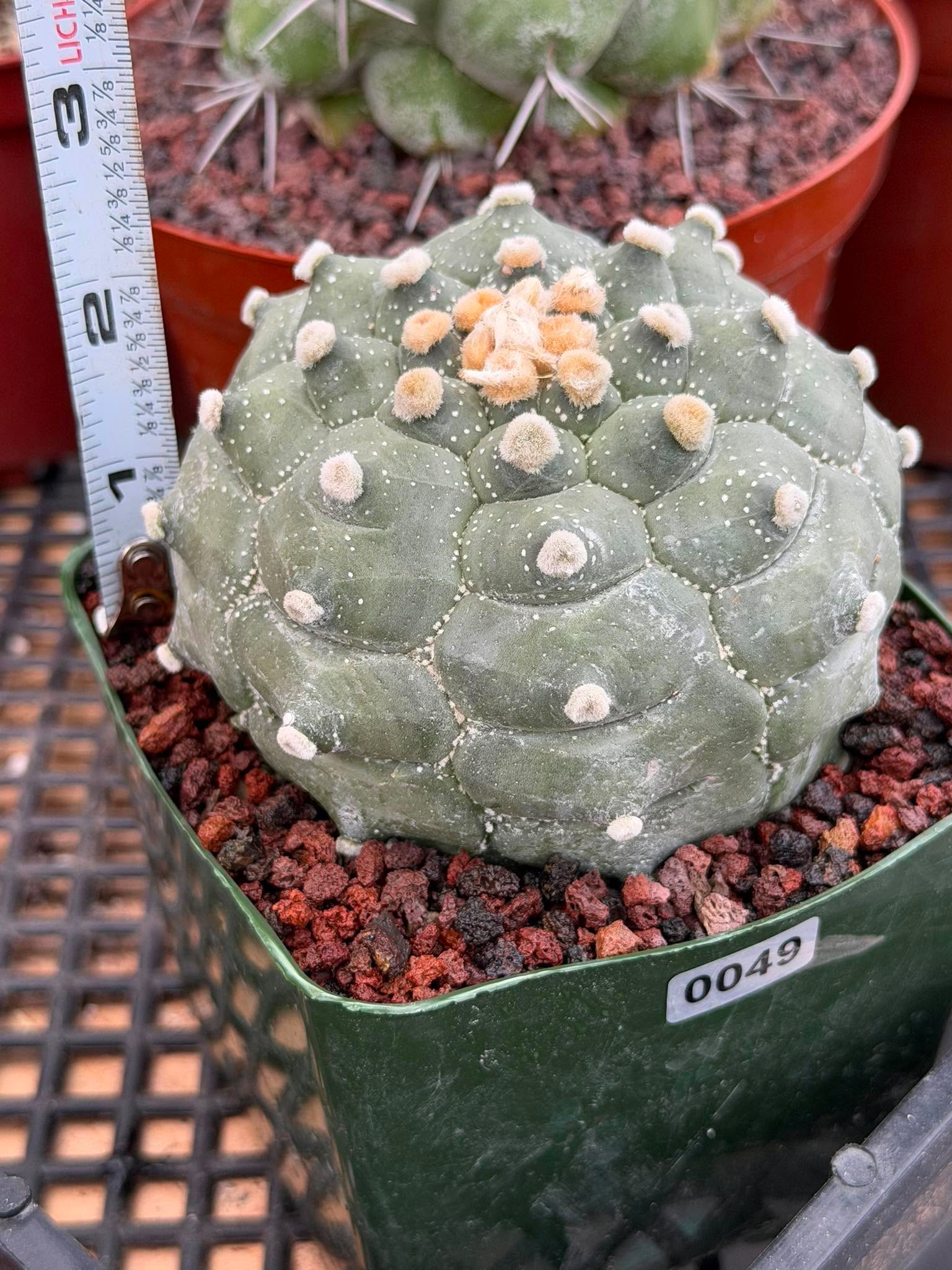 Astrophytum Kikko Turtle Form – Rare Collector Cactus