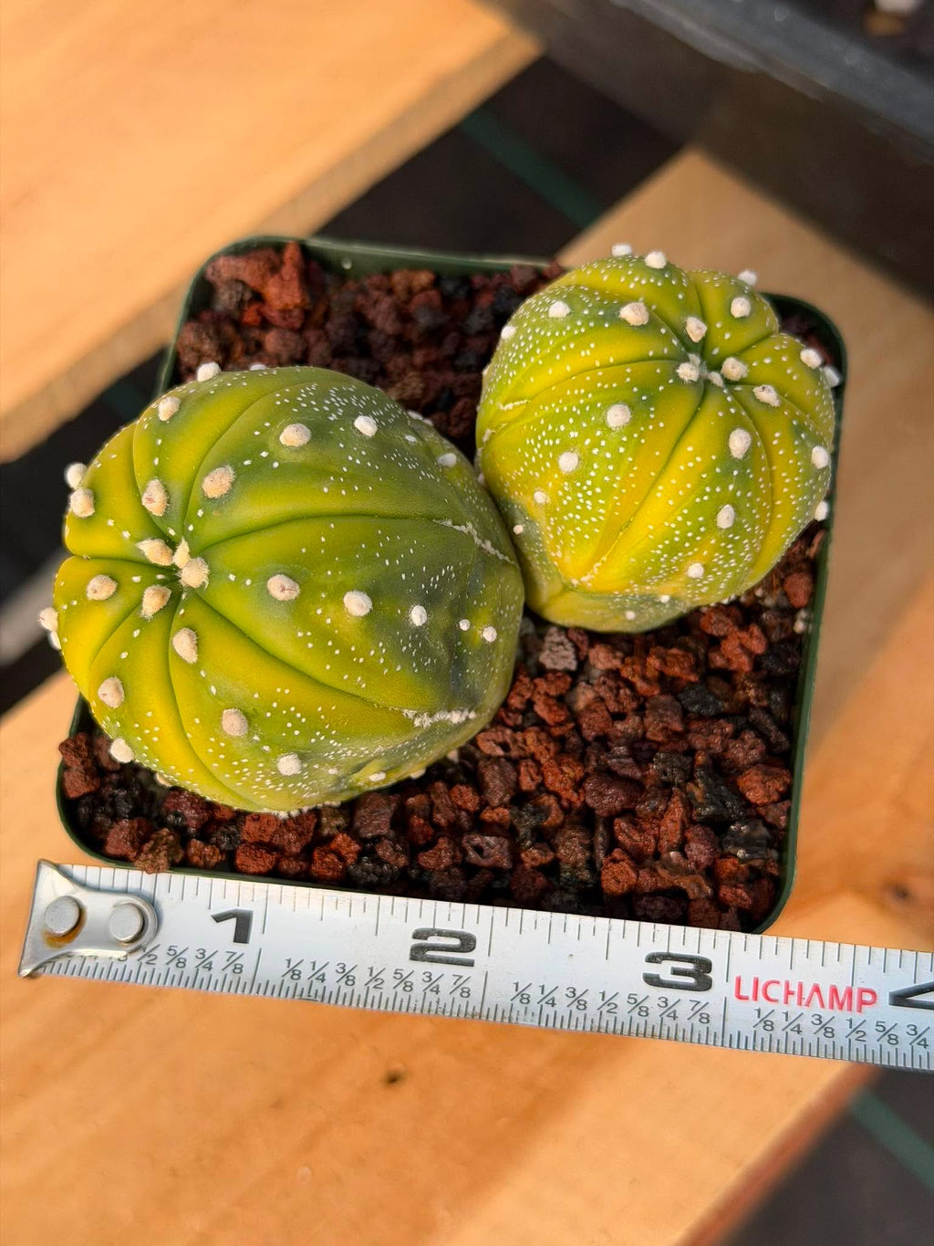 Astrophytum Asterias Variegated Double Heads – Seed Grown Collector’s Cactus