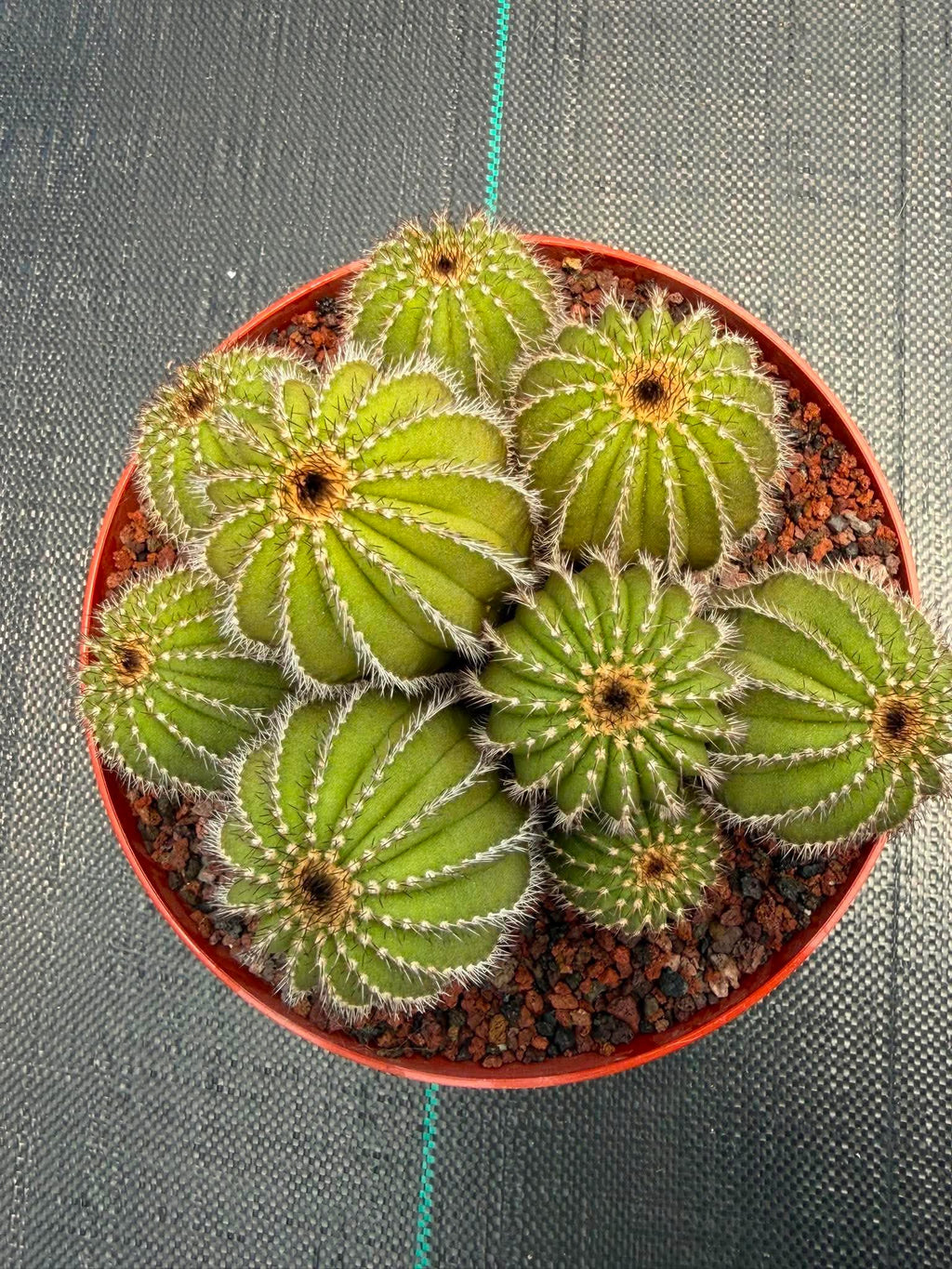 Uebelmannia pectinifera v. pseudopectinifera (Spiral Form) on graft – 8”