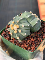 Astrophytum Asterias Double Heads – Seed Grown Collector’s Cactus