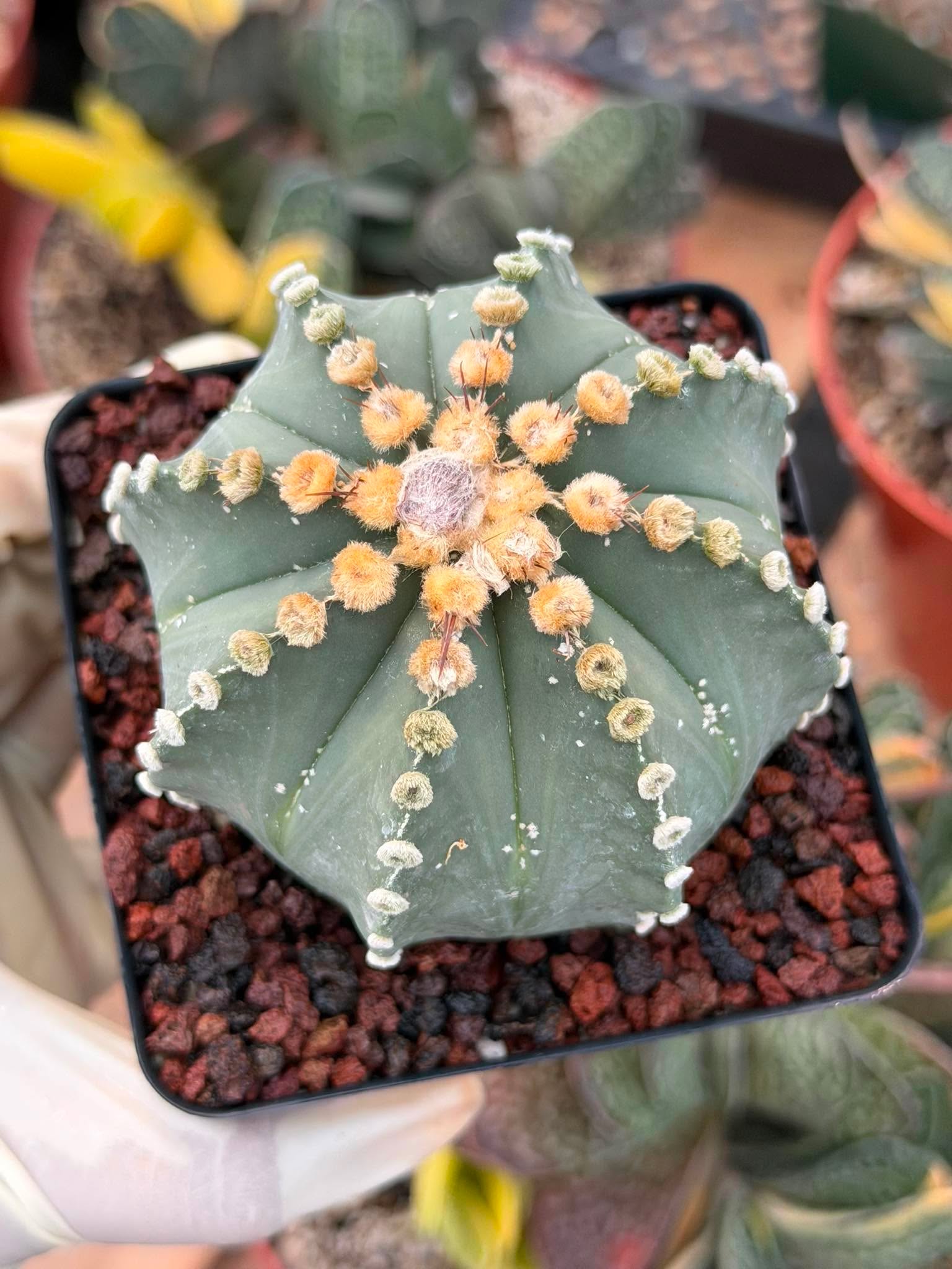 Astrophytum 8‑Rib Form – Rare Collector Cactus – Geometric Desert Beauty