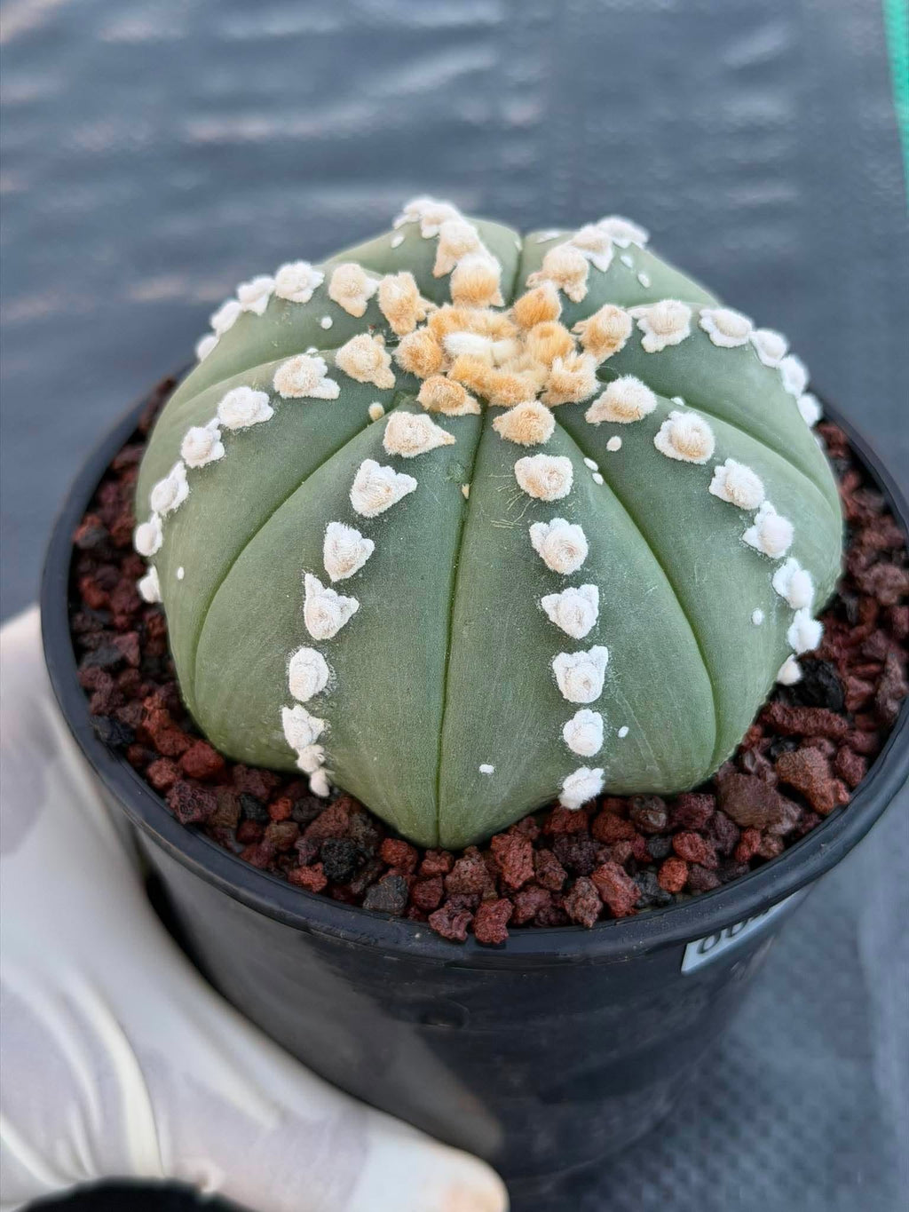 Astrophytum V Type Cactus | Rare Geometric Succulent Collector’s Plant