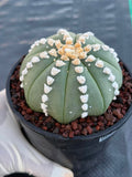 Astrophytum V Type Cactus | Rare Geometric Succulent Collector’s Plant
