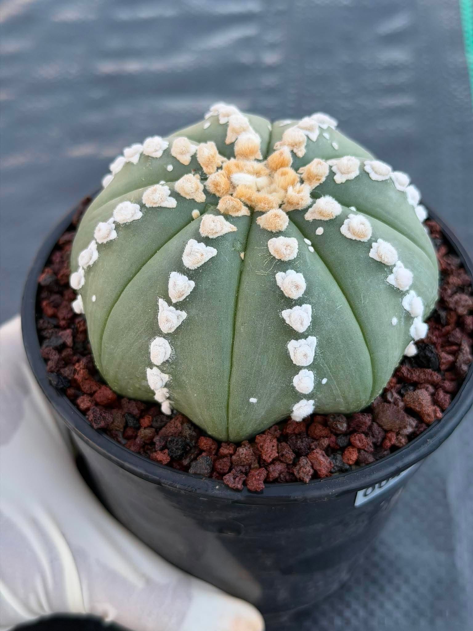 Astrophytum V Type Cactus | Rare Geometric Succulent Collector’s Plant