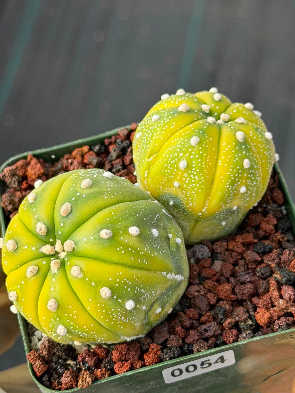 Astrophytum Asterias Variegated Double Heads – Seed Grown Collector’s Cactus