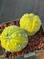 Astrophytum Asterias Variegated Double Heads – Seed Grown Collector’s Cactus