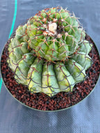 Discocactus Stacker | Rare Grafted Double‑Headed Collector’s Cactus