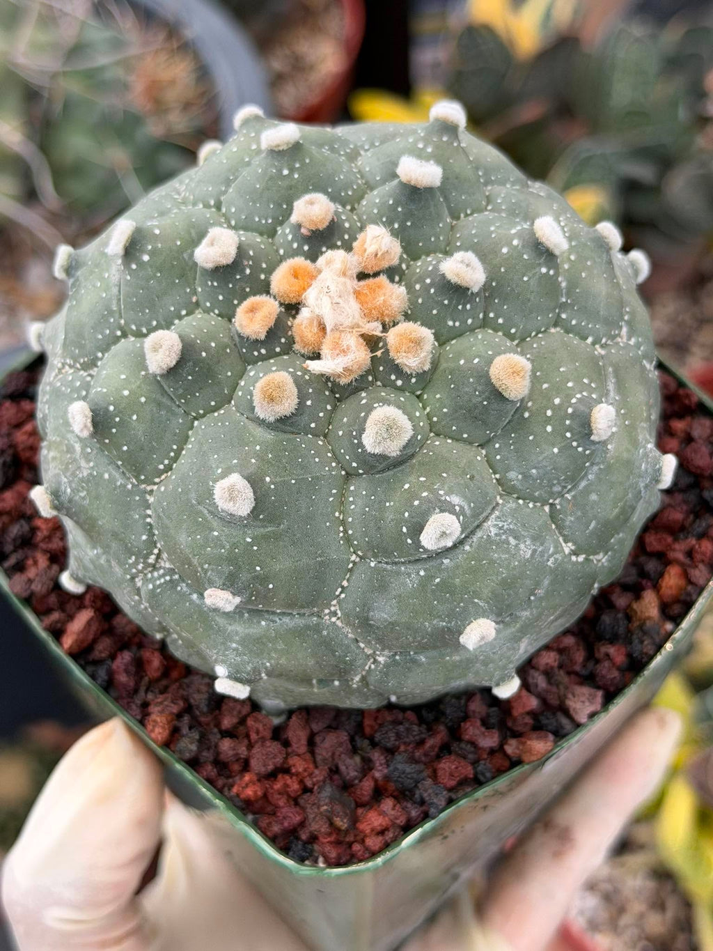 Astrophytum Kikko Turtle Form – Rare Collector Cactus