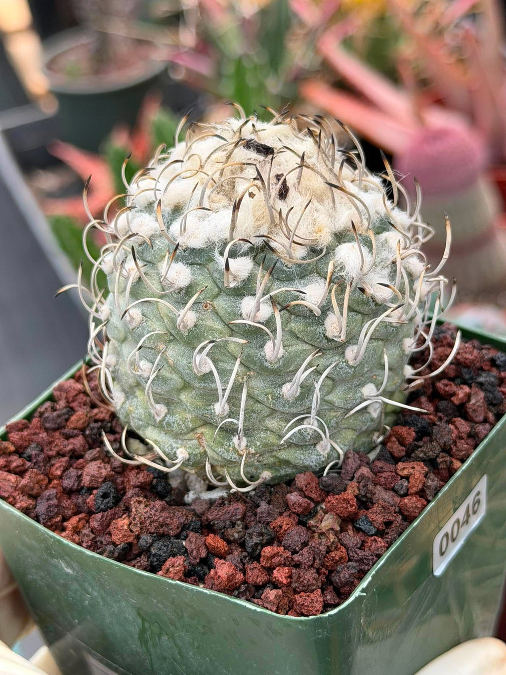 Turbinicarpus klinkerianus – Rare Seed-Grown Miniature Cactus | Collector Live Plant