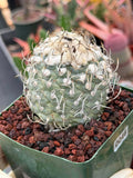 Turbinicarpus klinkerianus – Rare Seed-Grown Miniature Cactus | Collector Live Plant