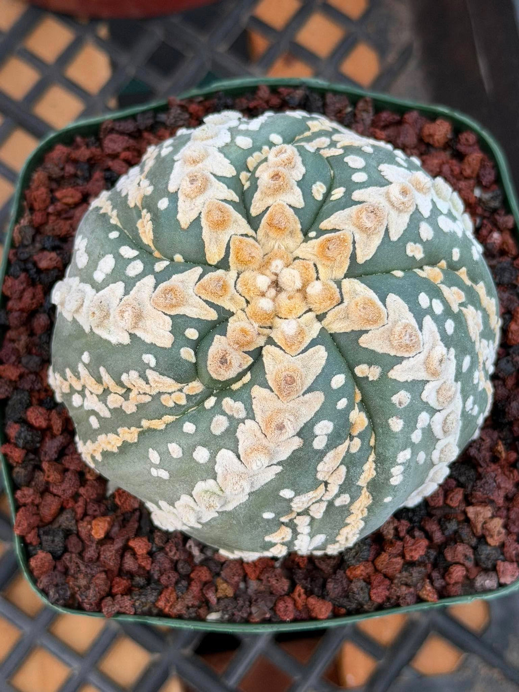 Astrophytum V Type Spiral Form Succulent – Rare Collectible Cactus with Additional Ribs