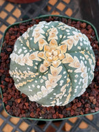 Astrophytum V Type Spiral Form Succulent – Rare Collectible Cactus with Additional Ribs