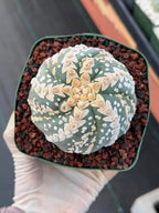 Astrophytum V Type Spiral Form Succulent – Rare Collectible Cactus with Additional Ribs