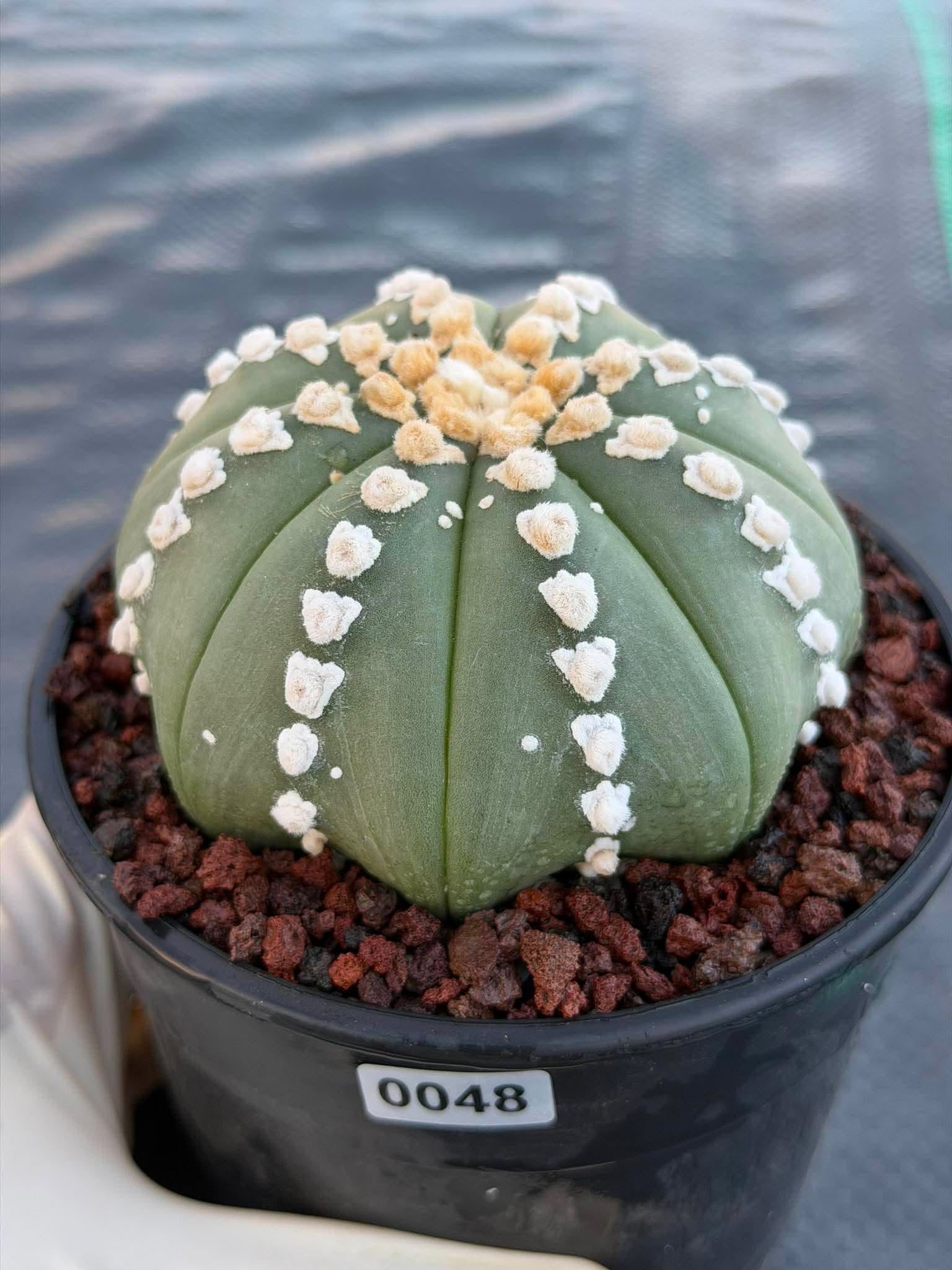 Astrophytum V Type Cactus | Rare Geometric Succulent Collector’s Plant