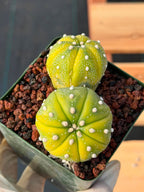 Astrophytum Asterias Variegated Double Heads – Seed Grown Collector’s Cactus