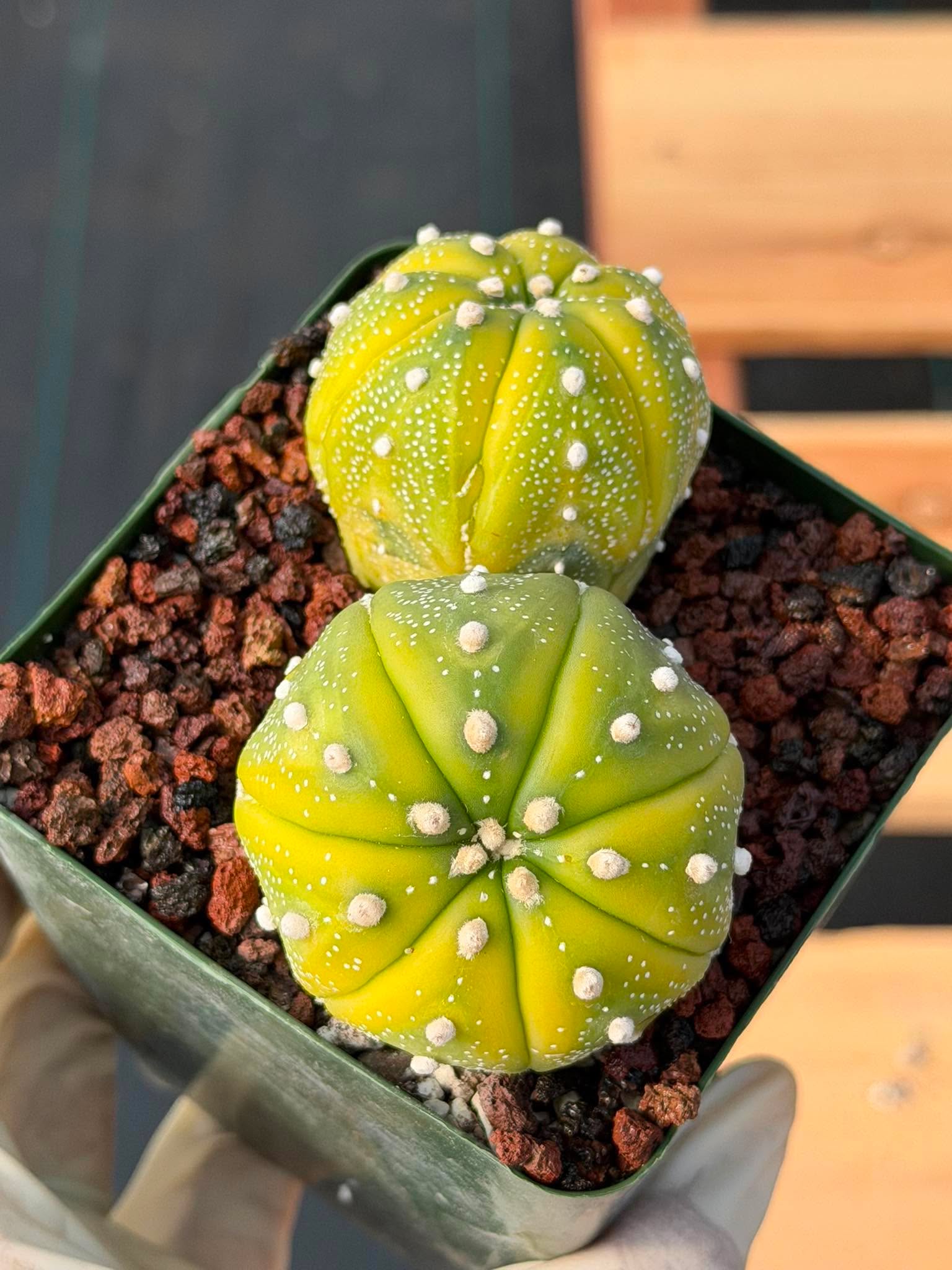Astrophytum Asterias Variegated Double Heads – Seed Grown Collector’s Cactus
