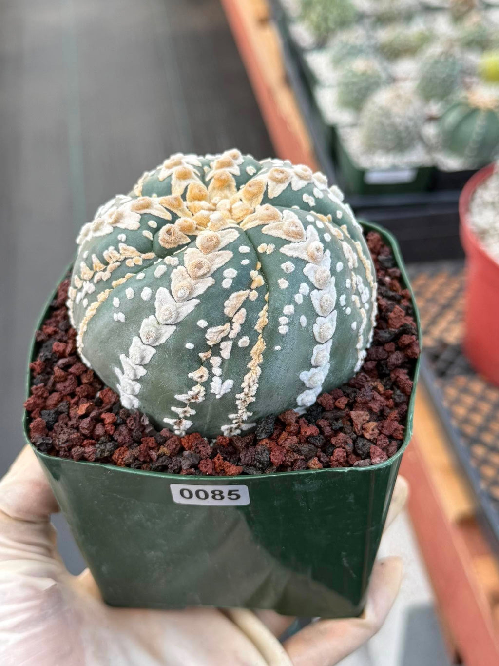 Astrophytum V Type Spiral Form Succulent – Rare Collectible Cactus with Additional Ribs