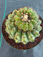 Discocactus Stacker | Rare Grafted Double‑Headed Collector’s Cactus