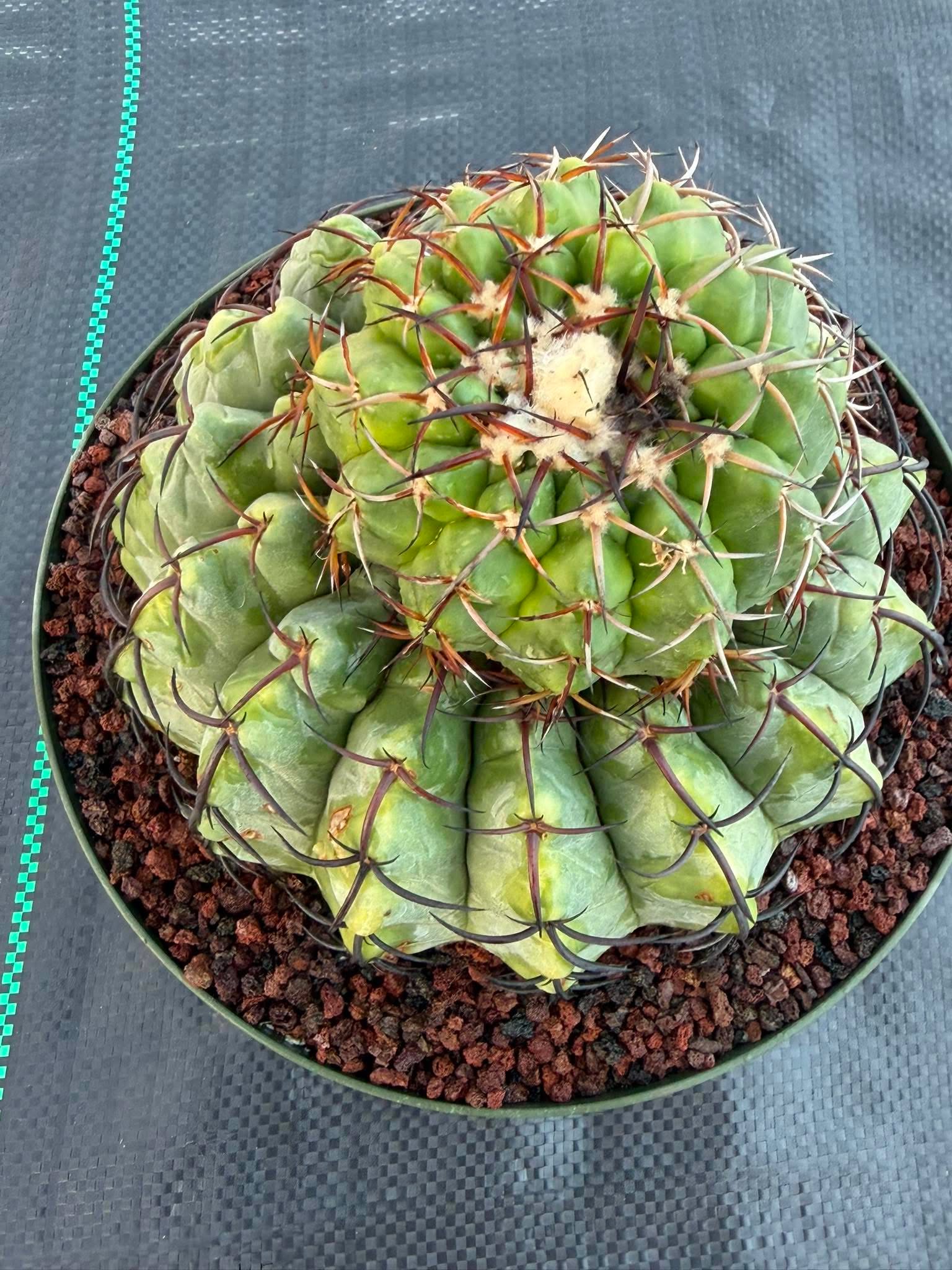Discocactus Stacker | Rare Grafted Double‑Headed Collector’s Cactus