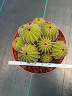 Uebelmannia pectinifera v. pseudopectinifera (Spiral Form) on graft – 8”