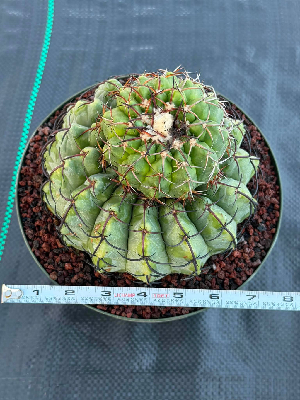 Discocactus Stacker | Rare Grafted Double‑Headed Collector’s Cactus