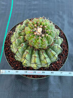 Discocactus Stacker | Rare Grafted Double‑Headed Collector’s Cactus