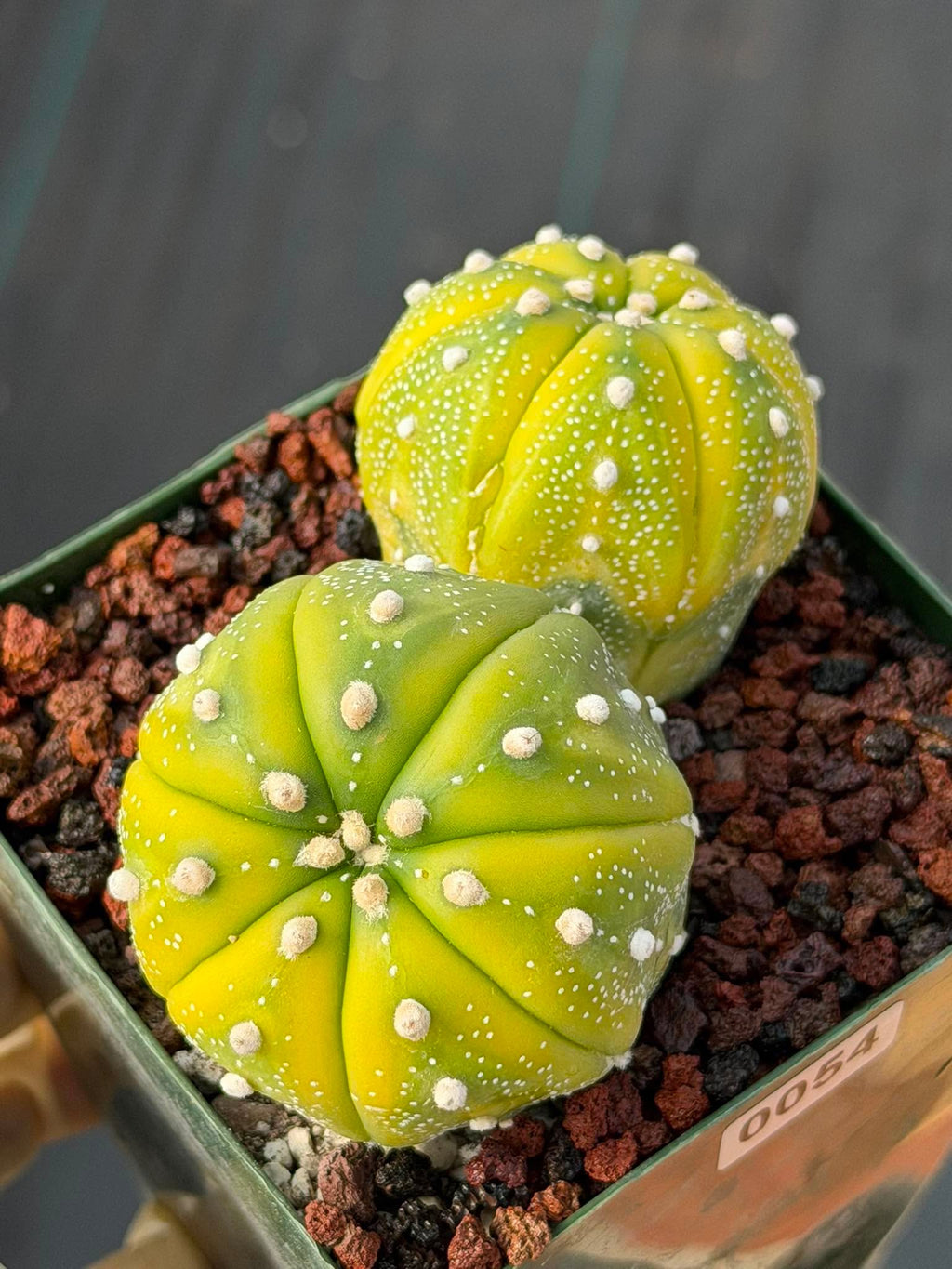 Astrophytum Asterias Variegated Double Heads – Seed Grown Collector’s Cactus