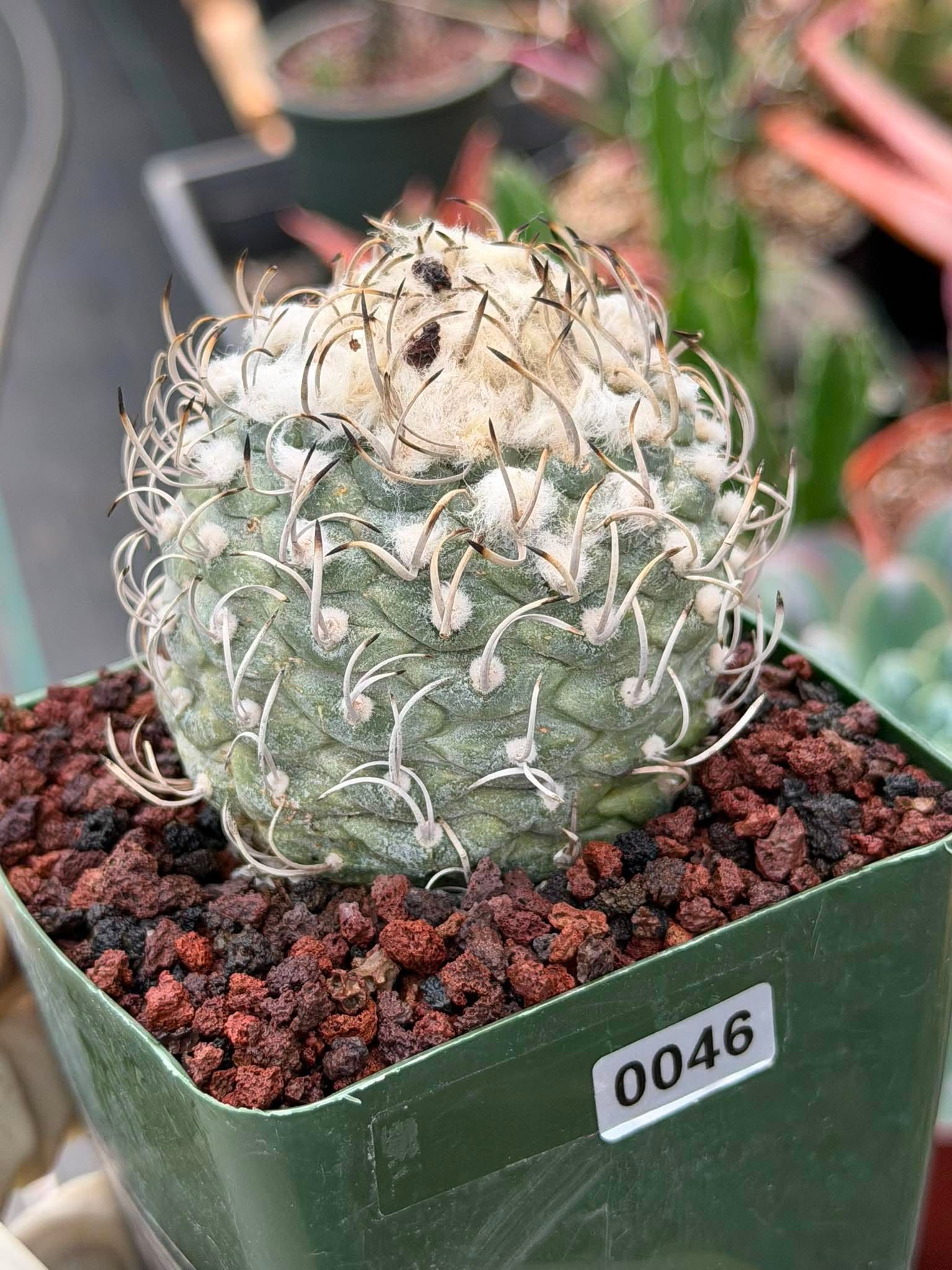 Turbinicarpus klinkerianus – Rare Seed-Grown Miniature Cactus | Collector Live Plant