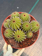 Uebelmannia pectinifera v. pseudopectinifera (Spiral Form) on graft – 8”