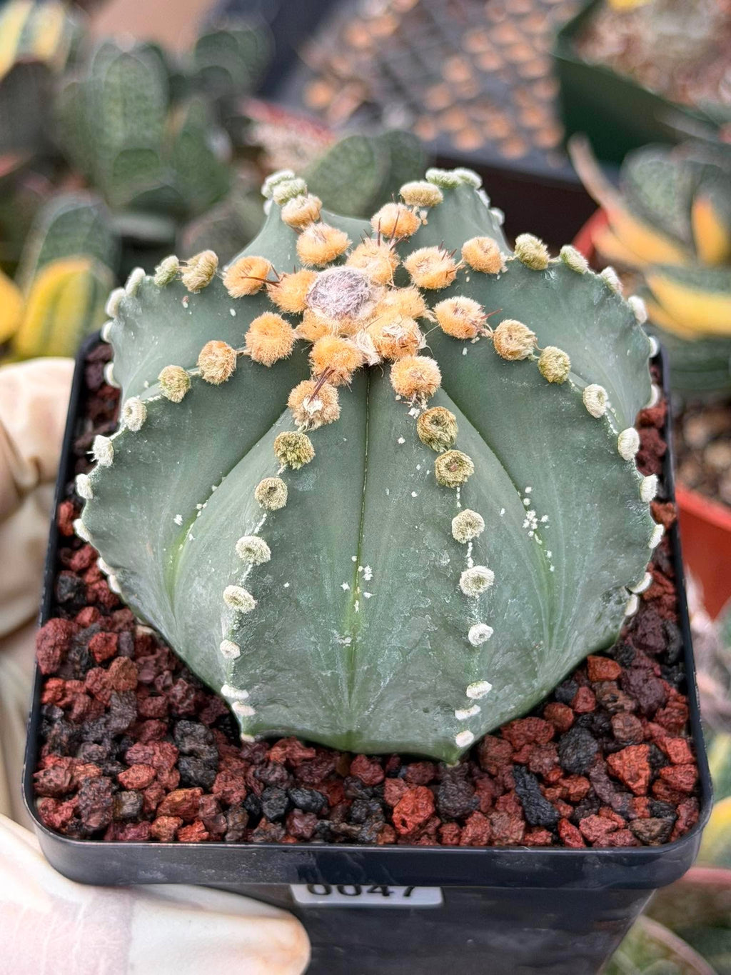 Astrophytum 8‑Rib Form – Rare Collector Cactus – Geometric Desert Beauty