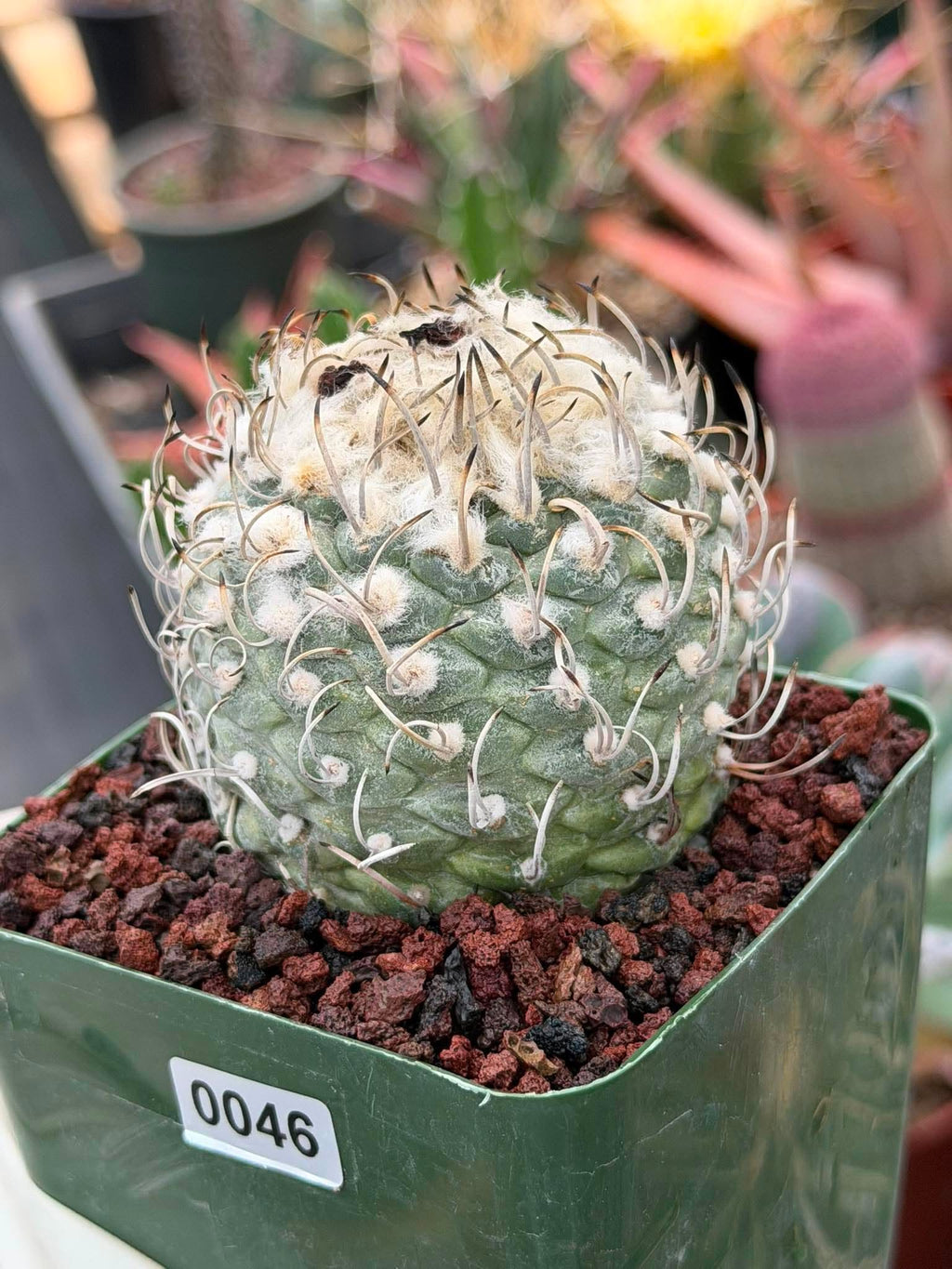 Turbinicarpus klinkerianus – Rare Seed-Grown Miniature Cactus | Collector Live Plant