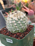 Turbinicarpus klinkerianus – Rare Seed-Grown Miniature Cactus | Collector Live Plant