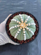 Astrophytum V Type Cactus | Rare Geometric Succulent Collector’s Plant