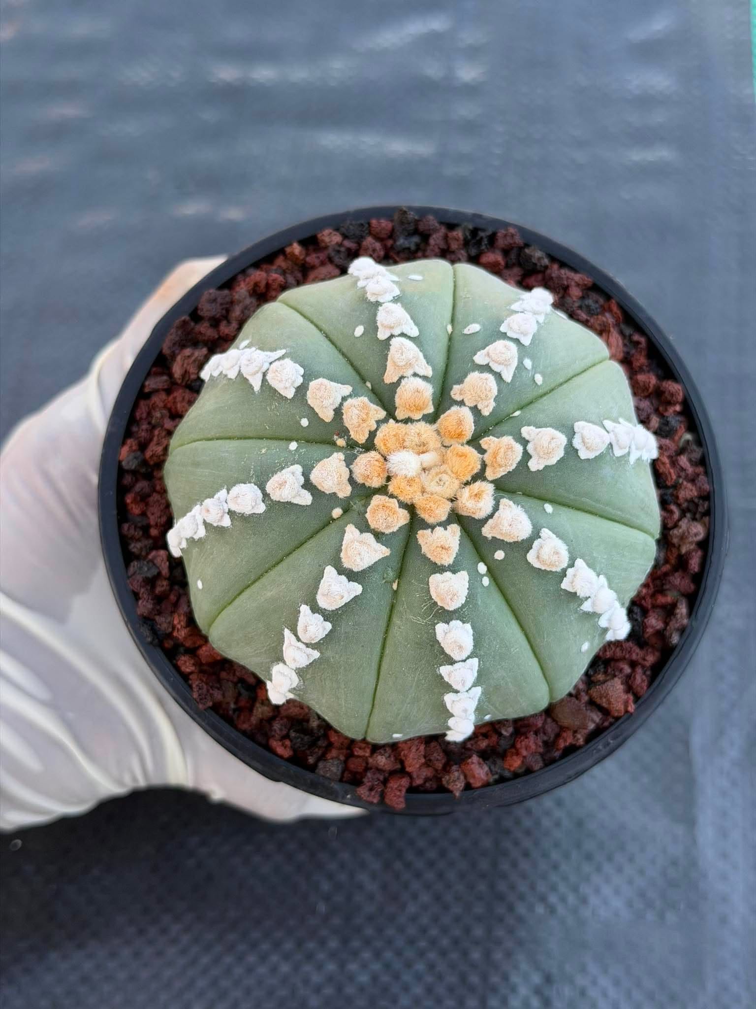 Astrophytum V Type Cactus | Rare Geometric Succulent Collector’s Plant