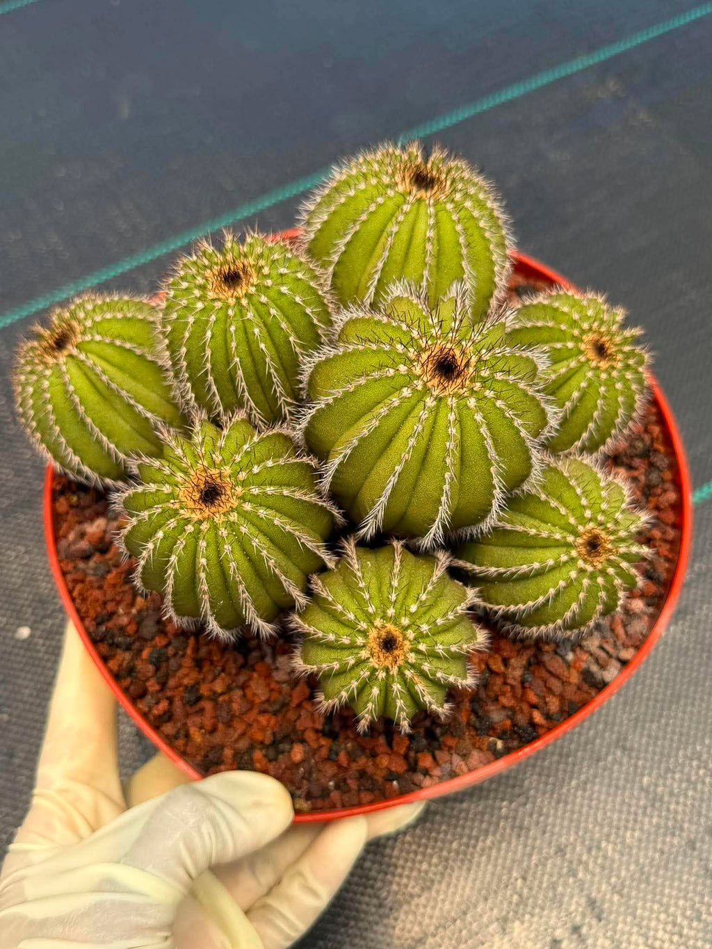 Uebelmannia pectinifera v. pseudopectinifera (Spiral Form) on graft – 8”
