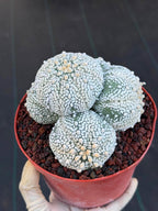 Astrophytum Asterias Cluster – Rare Seed-Grown Cactus Live Plant