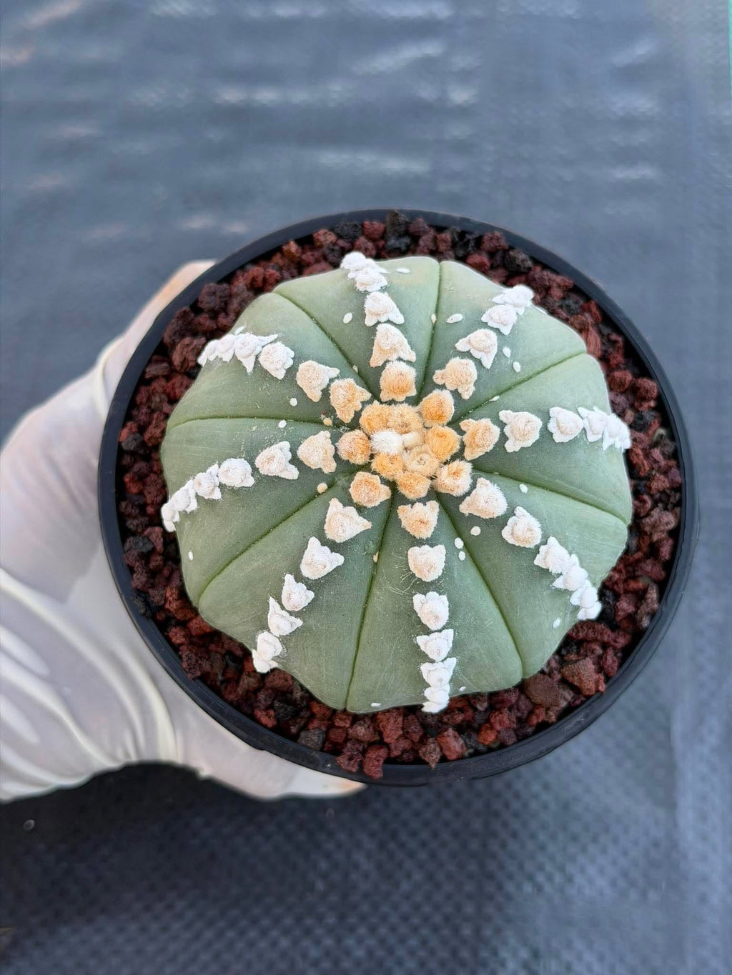 Astrophytum V Type Cactus | Rare Geometric Succulent Collector’s Plant