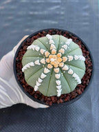 Astrophytum V Type Cactus | Rare Geometric Succulent Collector’s Plant