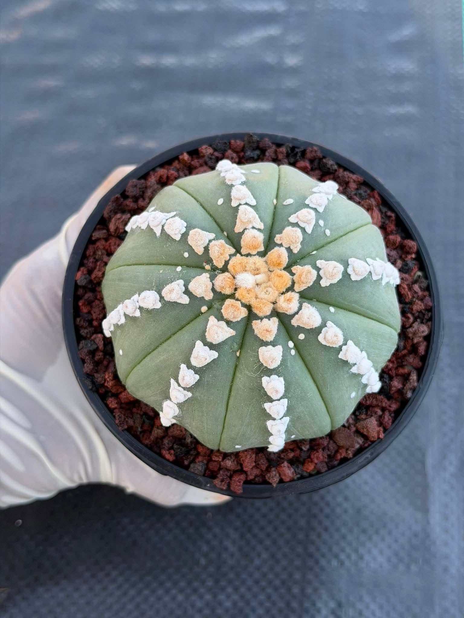 Astrophytum V Type Cactus | Rare Geometric Succulent Collector’s Plant