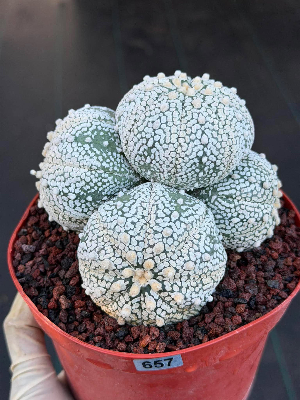 Astrophytum Asterias Cluster – Rare Seed-Grown Cactus Live Plant
