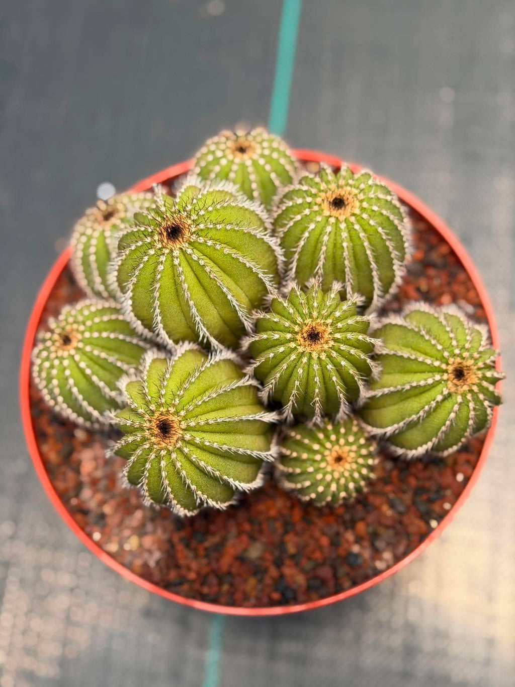Uebelmannia pectinifera v. pseudopectinifera (Spiral Form) on graft – 8”