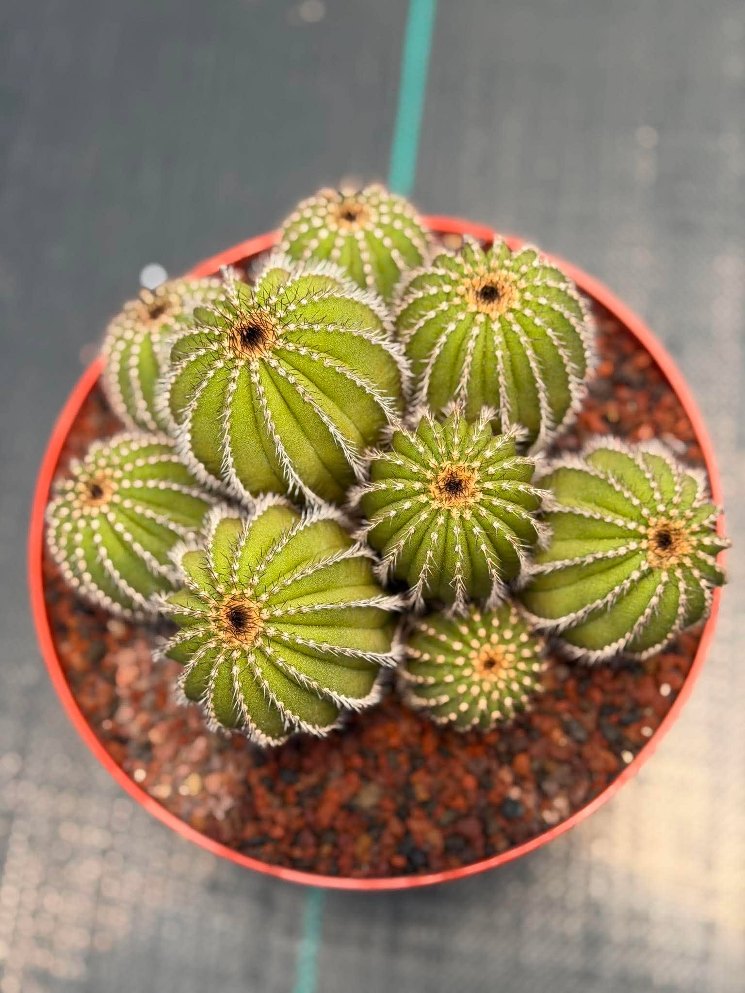 Uebelmannia pectinifera v. pseudopectinifera (Spiral Form) on graft – 8”