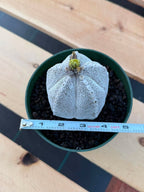 Astrophytum Onzuka V Type – Rare Seed‑Grown Collector’s Cactus